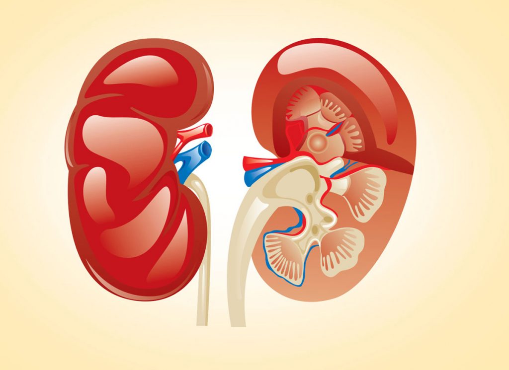 Kidney Transplant Procedure and Everything you Should Know